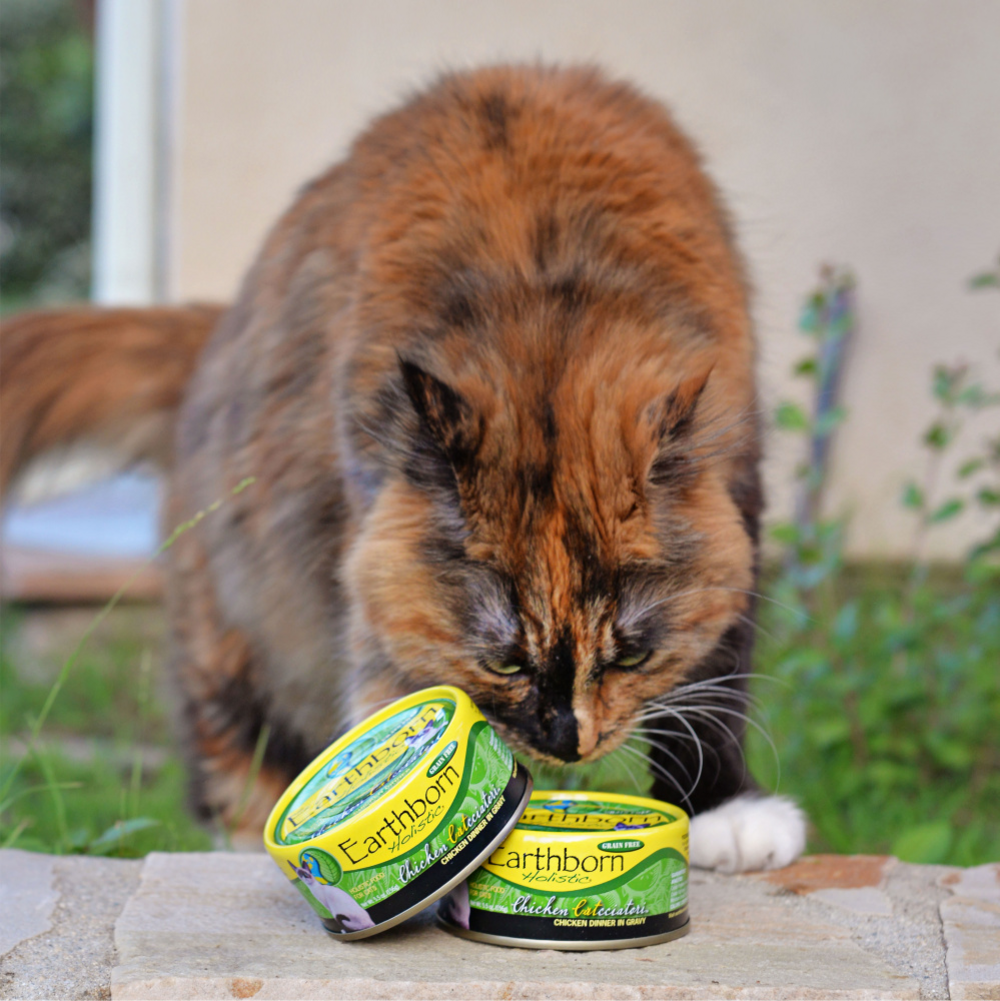 Earthborn Holistic Chicken Catcciatori Grain Free Canned Cat Food